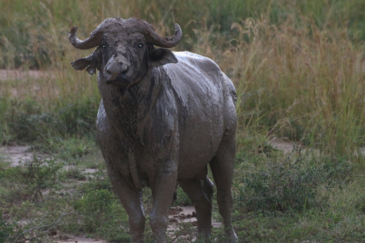En av «big five», bøffelen, her kledd i gjørmedrakt.