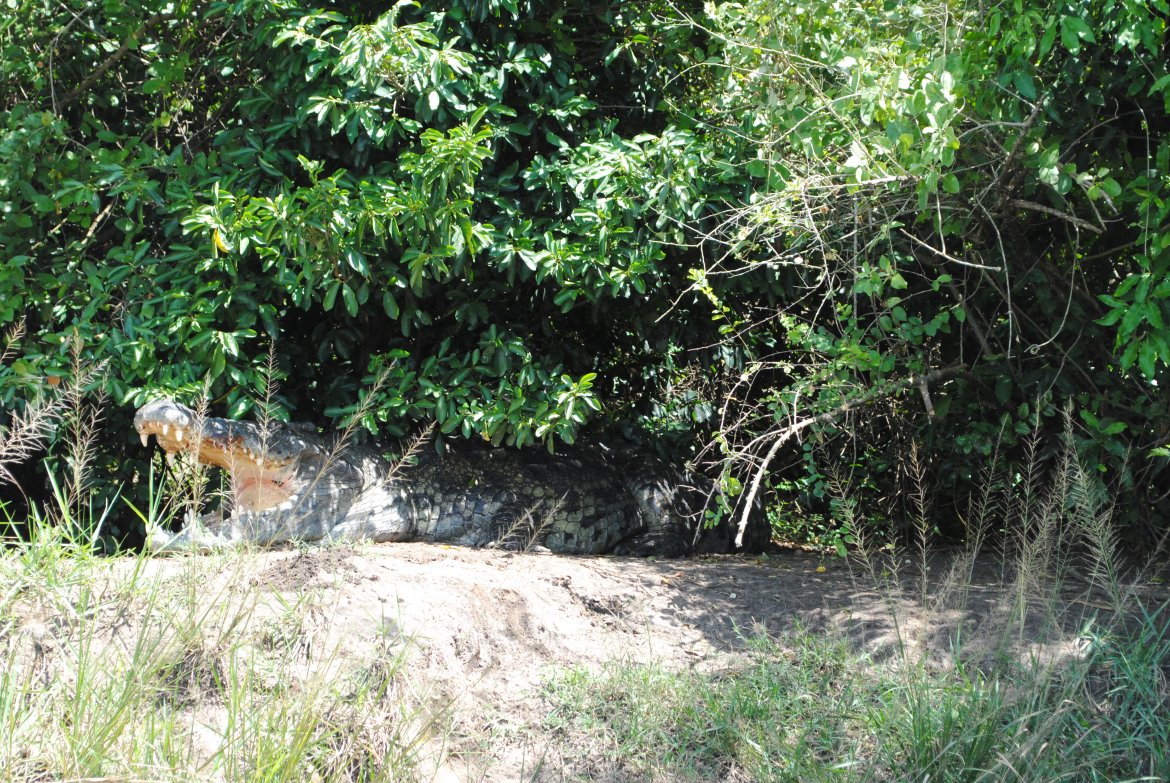 Plutselig lå en 6 meter lang krokodille rett foran båten. Alle fikk innbytterpuls!
