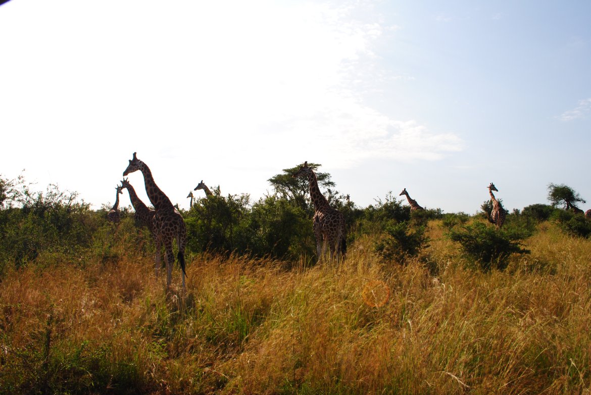 Sjiraffer så langt øyet kan se. 